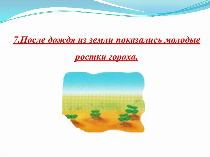 7.После дождя из земли показались молодые ростки гороха.