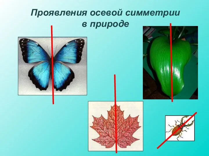 Проявления осевой симметрии в природе