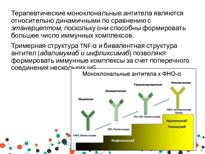 Терапевтические моноклональные антитела являются относительно динамичными по сравнению с этанерцептом, поскольку