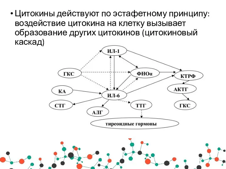 Цитокины действуют по эстафетному принципу: воздействие цитокина на клетку вызывает образование других цитокинов (цитокиновый каскад).