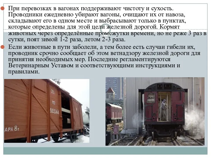 При перевозках в вагонах поддерживают чистоту и сухость. Проводники ежедневно убирают