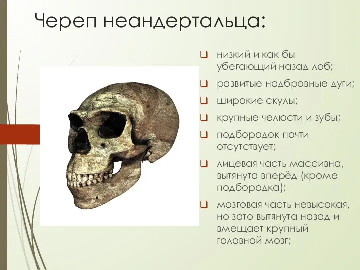 Череп неандертальца: низкий и как бы убегающий назад лоб; развитые надбровные