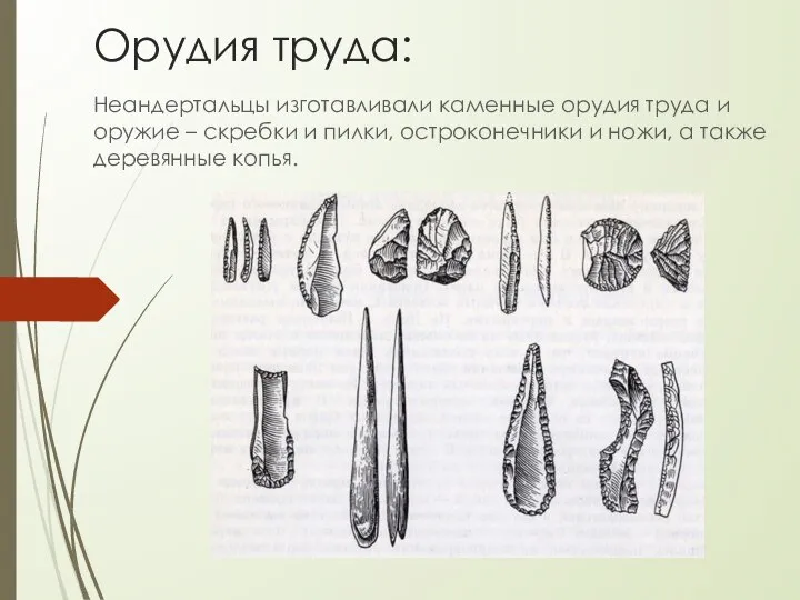 Орудия труда: Неандертальцы изготавливали каменные орудия труда и оружие – скребки