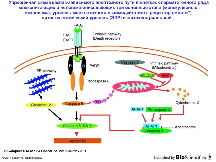Упрощенная схема каспаз-зависимого апоптозного пути в клетках сперматогенного ряда млекопитающих и