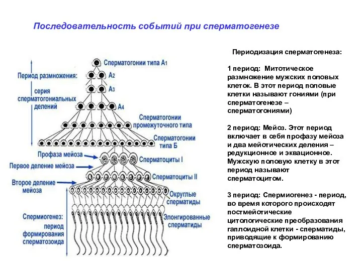 Периодизация сперматогенеза: 1 период: Митотическое размножение мужских половых клеток. В этот