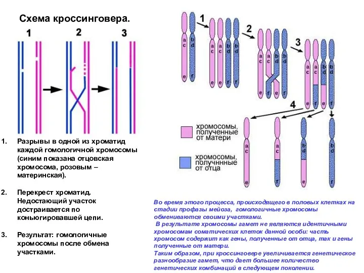 Разрывы в одной из хроматид каждой гомологичной хромосомы (синим показана отцовская