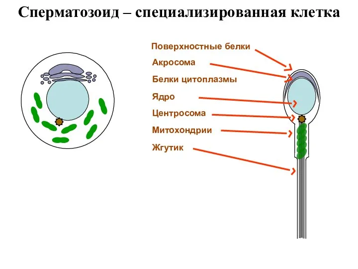 Сперматозоид – специализированная клетка Поверхностные белки Акросома Ядро Белки цитоплазмы Центросома Митохондрии Жгутик