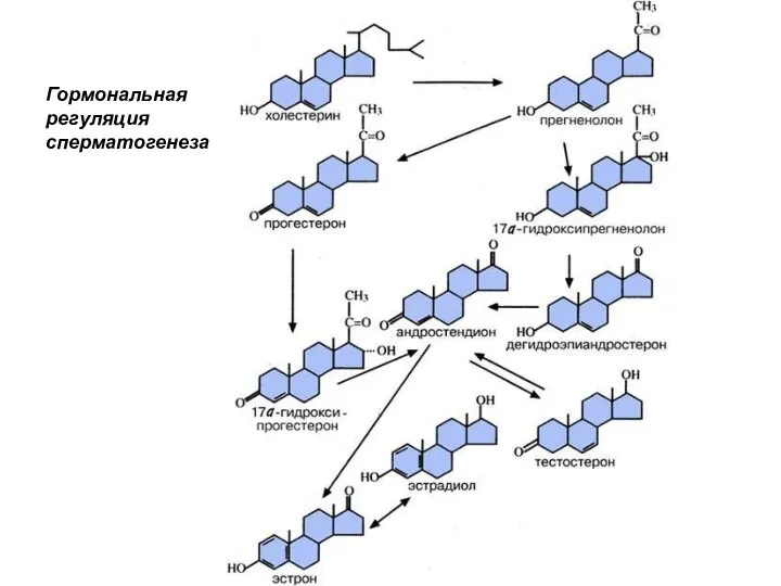 Гормональная регуляция сперматогенеза