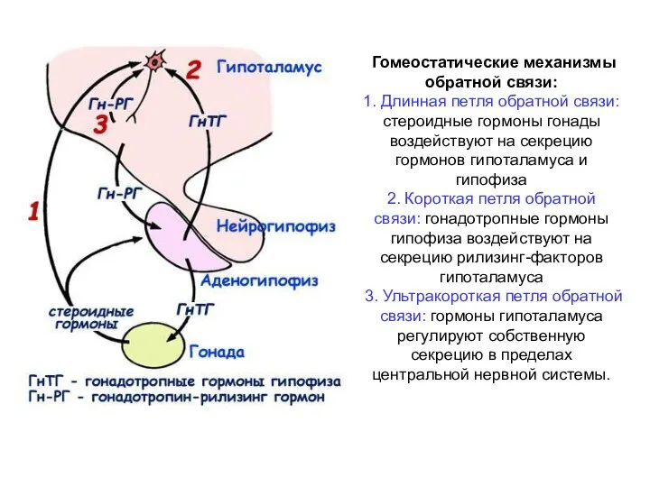 Гомеостатические механизмы обратной связи: 1. Длинная петля обратной связи: стероидные гормоны