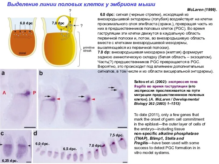 Saitou et al. (2002): экспрессия гена fragilis во время гаструляции (его