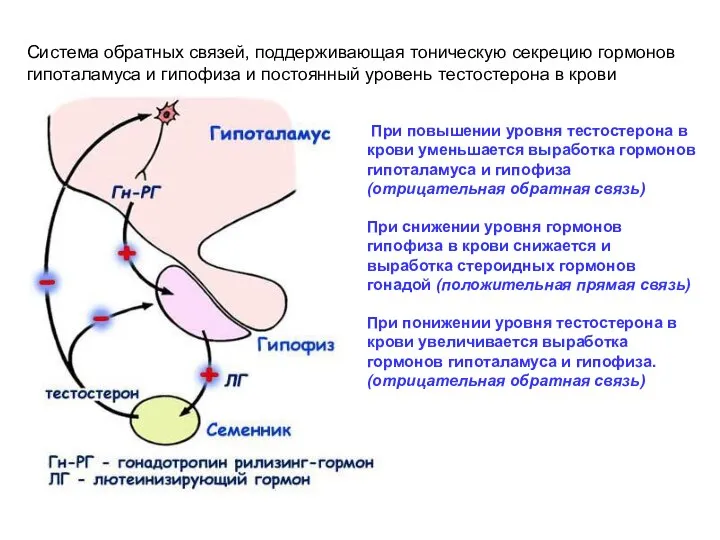 Система обратных связей, поддерживающая тоническую секрецию гормонов гипоталамуса и гипофиза и