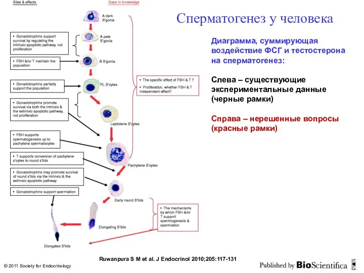 Ruwanpura S M et al. J Endocrinol 2010;205:117-131 © 2011 Society