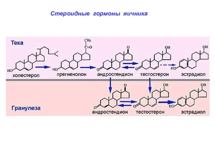 Стероидные гормоны яичника