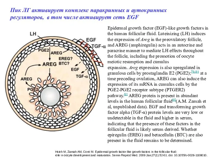 Epidermal growth factor (EGF)-like growth factors in the human follicular fluid.