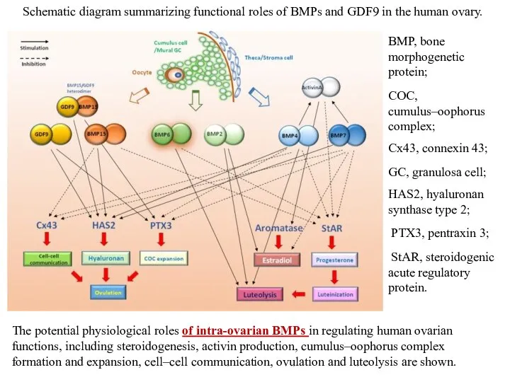 The potential physiological roles of intra-ovarian BMPs in regulating human ovarian