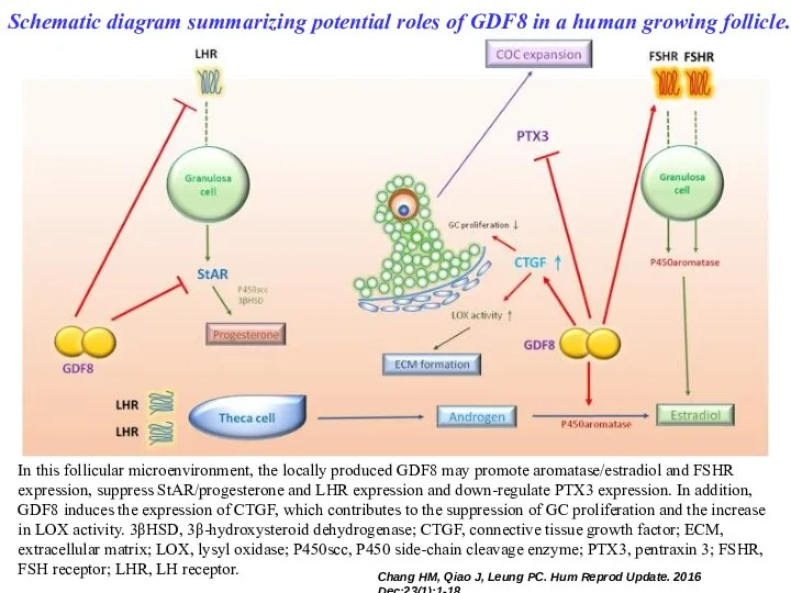 Schematic diagram summarizing potential roles of GDF8 in a human growing