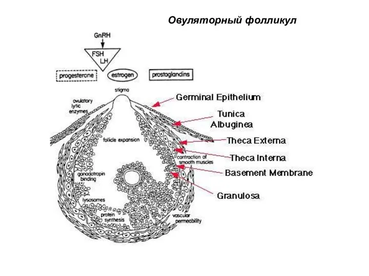 Овуляторный фолликул