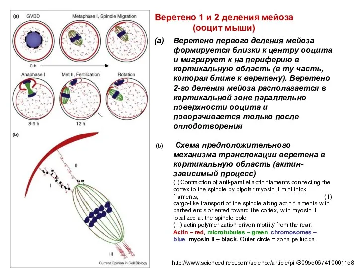 http://www.sciencedirect.com/science/article/pii/S0955067410001158 Веретено первого деления мейоза формируется близки к центру ооцита и