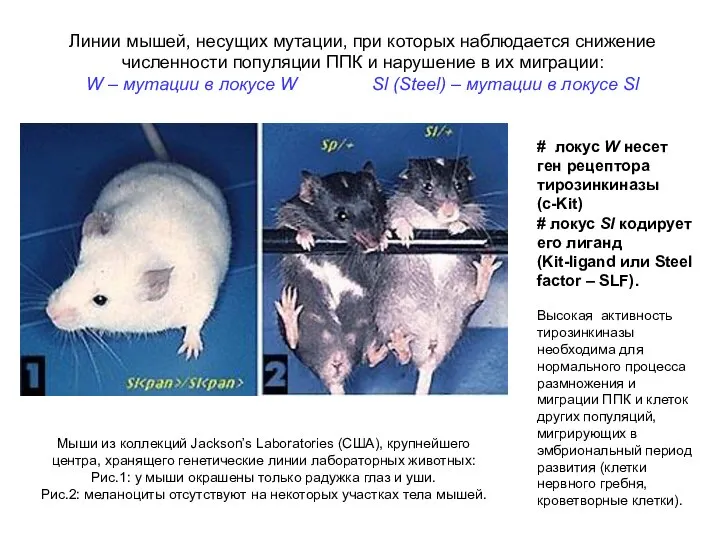 Мыши из коллекций Jackson’s Laboratories (США), крупнейшего центра, хранящего генетические линии