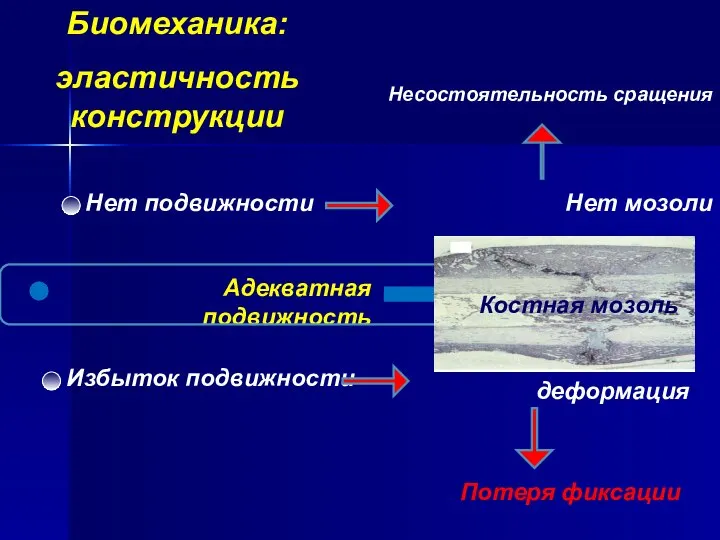 Биомеханика: эластичность конструкции