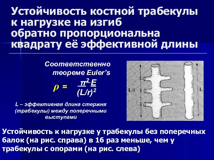 Устойчивость костной трабекулы к нагрузке на изгиб обратно пропорциональна квадрату её