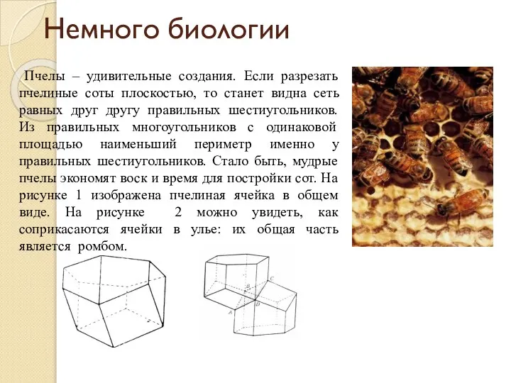 Немного биологии Пчелы – удивительные создания. Если разрезать пчелиные соты плоскостью,