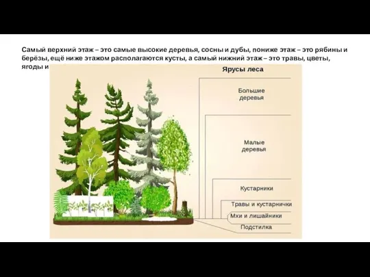 Самый верхний этаж – это самые высокие деревья, сосны и дубы,