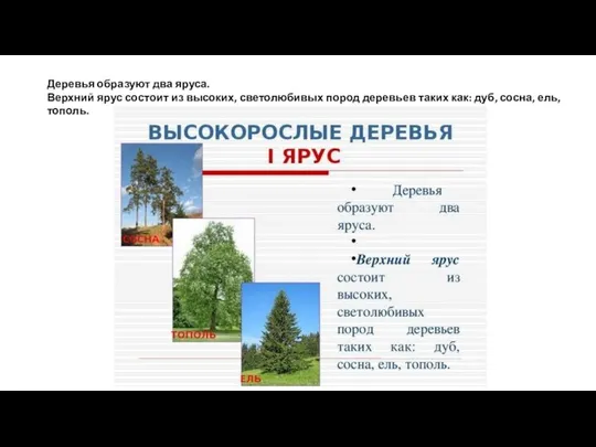 Деревья образуют два яруса. Верхний ярус состоит из высоких, светолюбивых пород