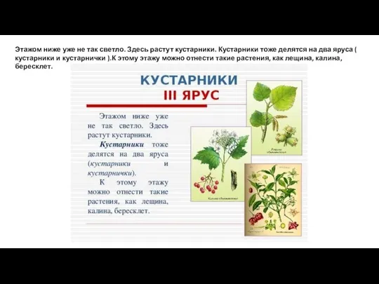 Этажом ниже уже не так светло. Здесь растут кустарники. Кустарники тоже