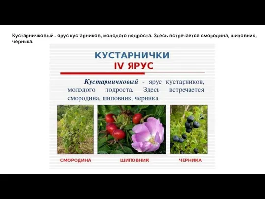 Кустарничковый - ярус кустарников, молодого подроста. Здесь встречается смородина, шиповник, черника.