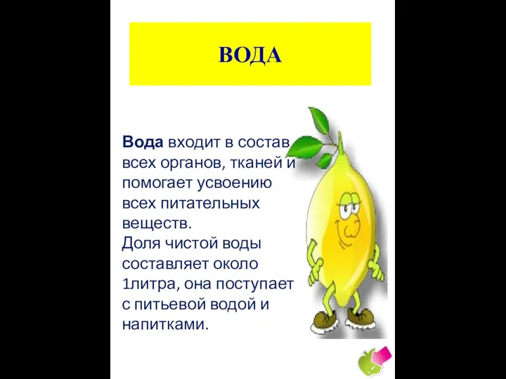 ВОДА Вода входит в состав всех органов, тканей и помогает усвоению