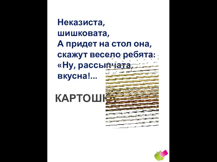 Неказиста, шишковата, А придет на стол она, скажут весело ребята: «Ну, рассыпчата, вкусна!... КАРТОШКА