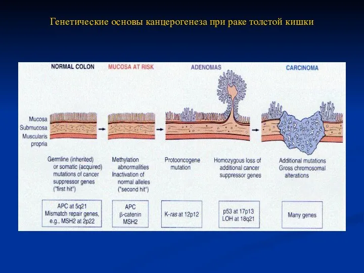 Генетические основы канцерогенеза при раке толстой кишки