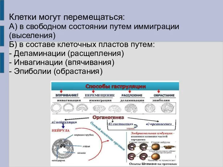 Клетки могут перемещаться: А) в свободном состоянии путем иммиграции (выселения) Б)