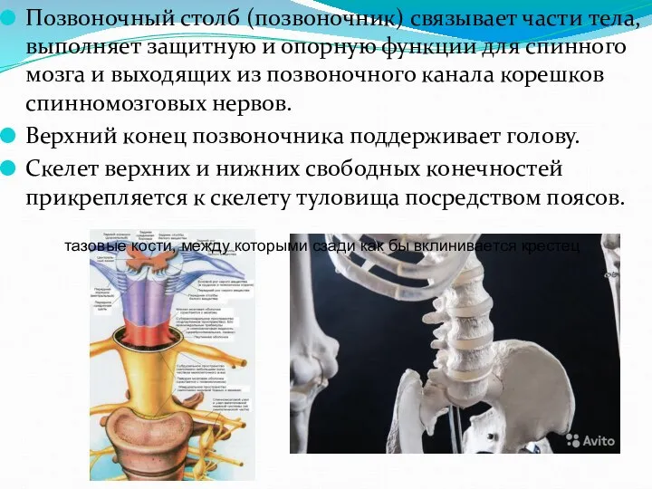 Позвоночный столб (позвоночник) связывает части тела, выполняет защитную и опорную функции