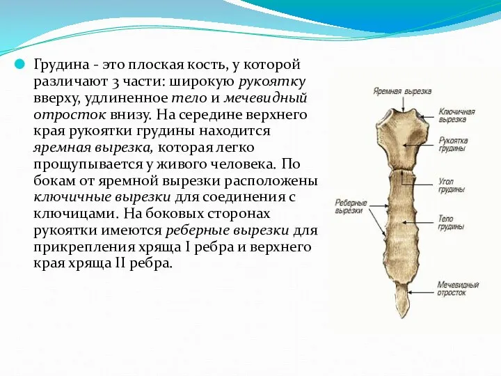 Грудина - это плоская кость, у которой различают 3 части: широкую