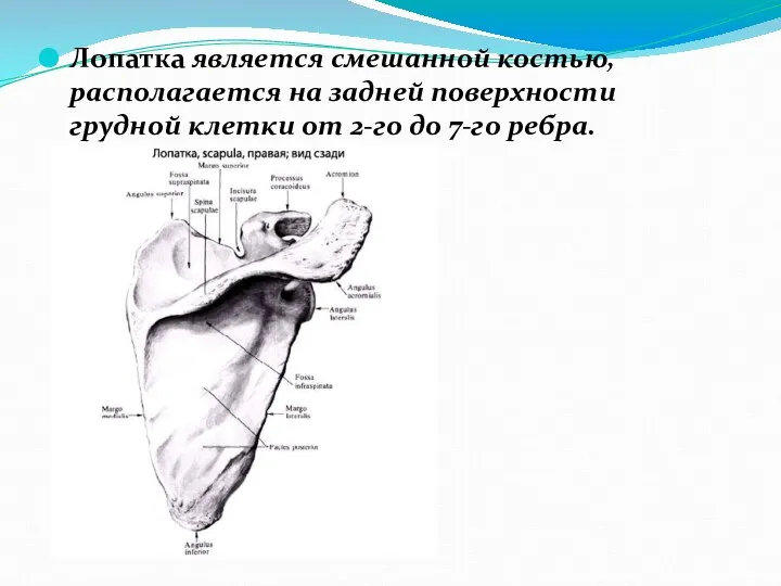 Лопатка является смешанной костью, располагается на задней поверхности грудной клетки от 2-го до 7-го ребра.