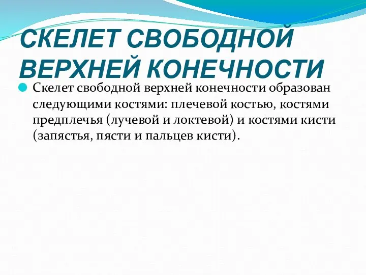 СКЕЛЕТ СВОБОДНОЙ ВЕРХНЕЙ КОНЕЧНОСТИ Скелет свободной верхней конечности образован следующими костями: