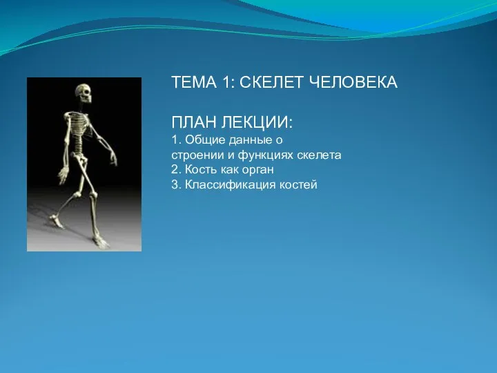 ТЕМА 1: СКЕЛЕТ ЧЕЛОВЕКА ПЛАН ЛЕКЦИИ: 1. Общие данные о строении