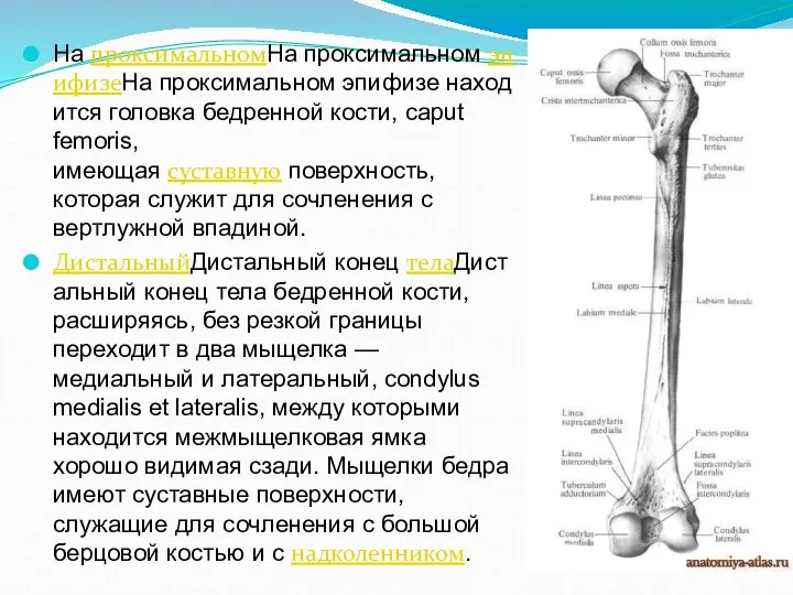 На проксимальномНа проксимальном эпифизеНа проксимальном эпифизе находится головка бедренной кости, caput