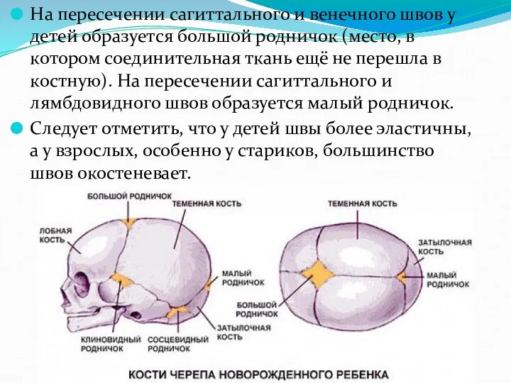 На пересечении сагиттального и венечного швов у детей образуется большой родничок