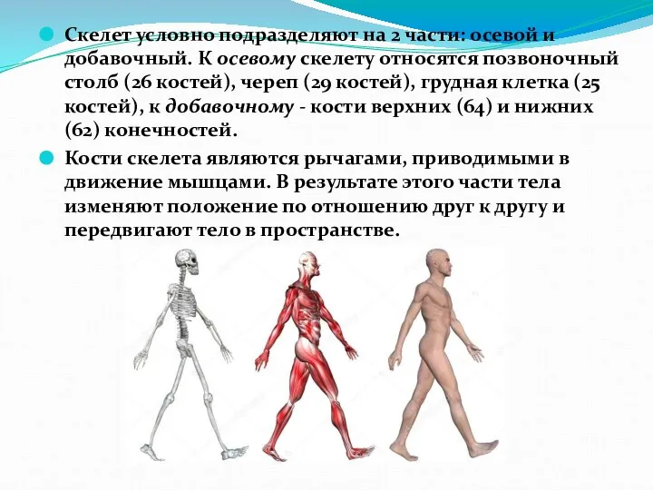 Скелет условно подразделяют на 2 части: осевой и добавочный. К осевому