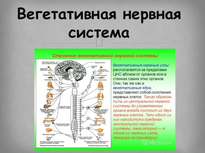 Вегетативная нервная система