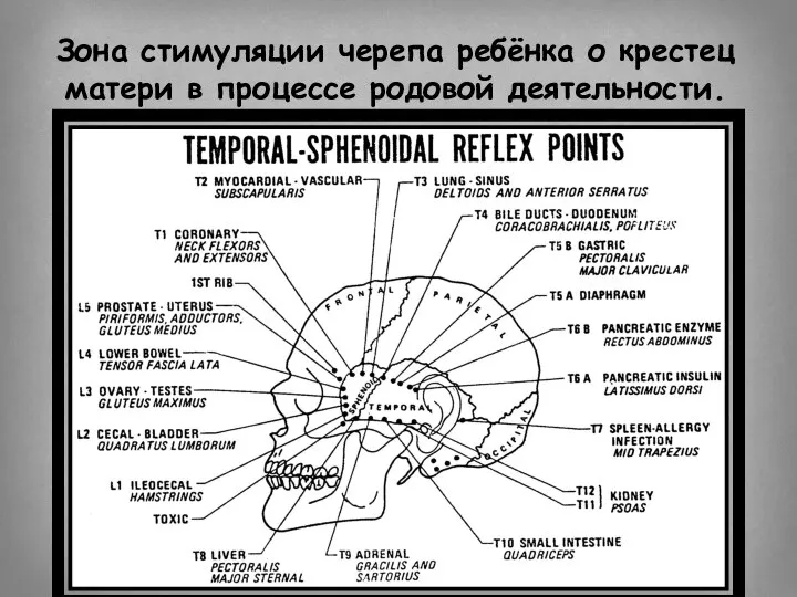 Зона стимуляции черепа ребёнка о крестец матери в процессе родовой деятельности.