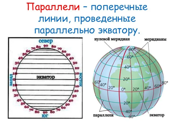 Параллели – поперечные линии, проведенные параллельно экватору.