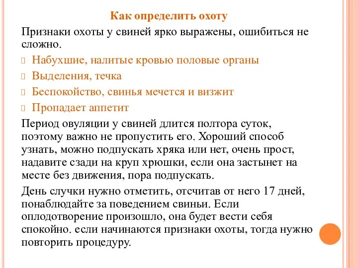 Как определить охоту Признаки охоты у свиней ярко выражены, ошибиться не