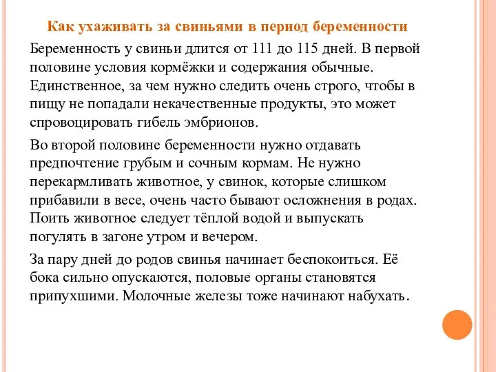 Как ухаживать за свиньями в период беременности Беременность у свиньи длится