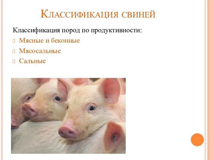 Классификация свиней Классификация пород по продуктивности: Мясные и беконные Мясосальные Сальные