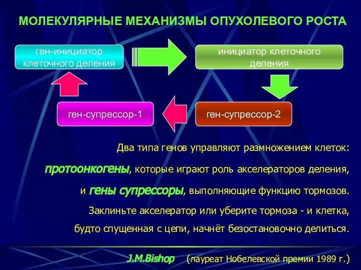 Два типа генов управляют размножением клеток: протоонкогены, которые играют роль акселераторов