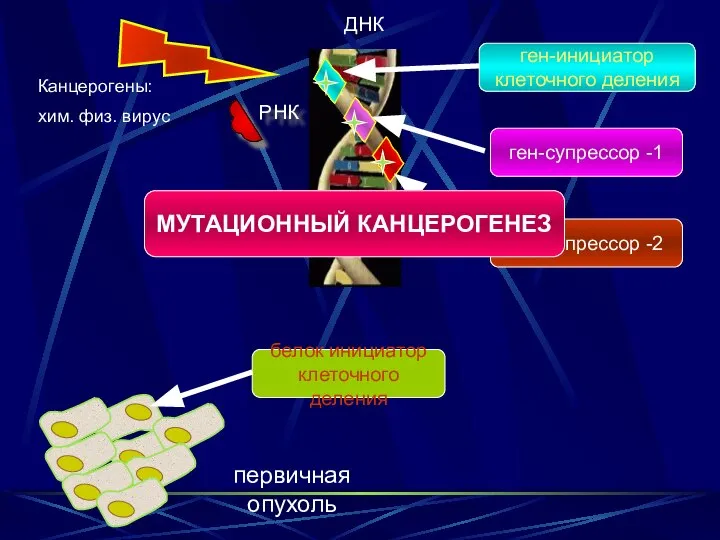 ген-инициатор клеточного деления ген-супрессор -1 ген-супрессор -2 белок инициатор клеточного деления